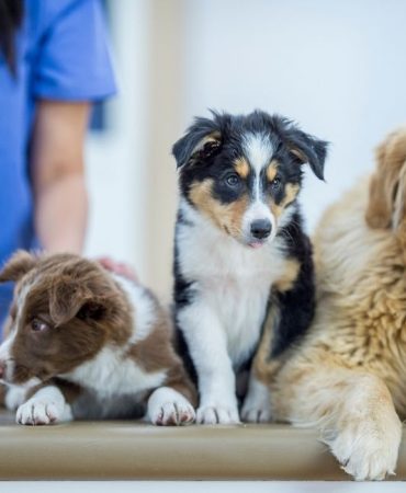 İzmir Veteriner (8)