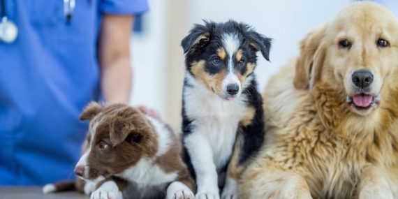 İzmir Veteriner (8)