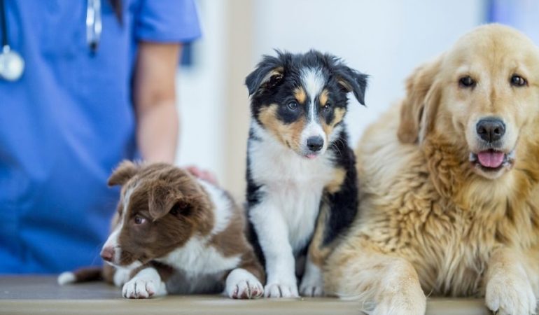 İzmir Veteriner (8)