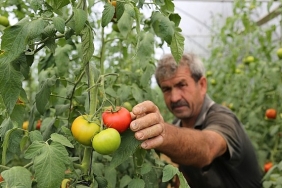 buyuksehirden-yuzde-50-hibeli-sera-destegi.jpg