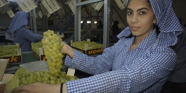 superior-seedless-cesidi-sofralik-uzumun-ihracat-yolculugu-16-temmuzda-basladi.jpg