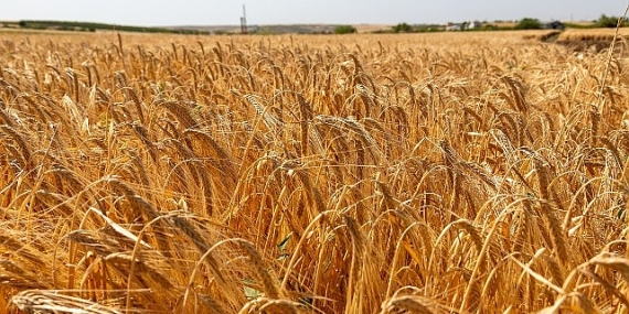 anadolu-efes-onarici-tarim-faaliyetleriyle-yetistirilen-ilk-arpa-hasadini-gerceklestirdi.jpg