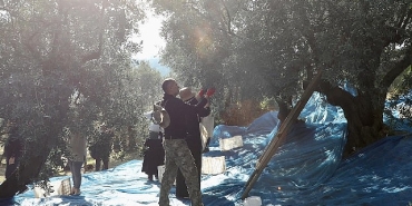mudanyada-zeytin-hasadi-sezonu-basladi.jpg